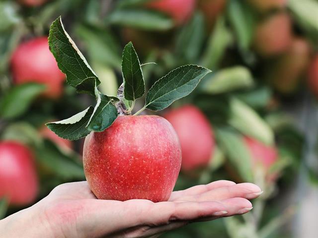 Foto für Algunder Apfellehrpfad  durch die blühenden Algunder Obstwiesen